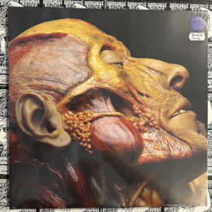 Lymphatic Phlegm - “Show-Off Cadavers - The Anatomy of Self Display” LP (Black vinyl)